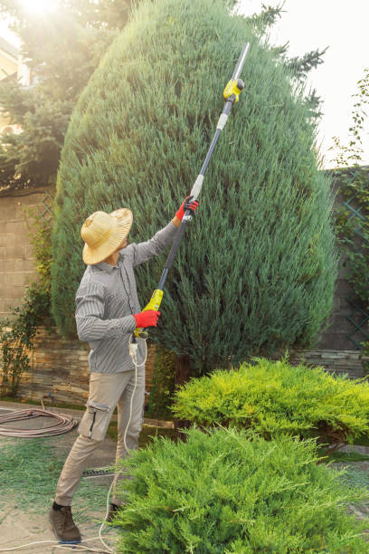 Best Fruit Tree Pruning  in Flemington, GA